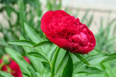 Güzel yaz çiçekleri doğada çiçek açar