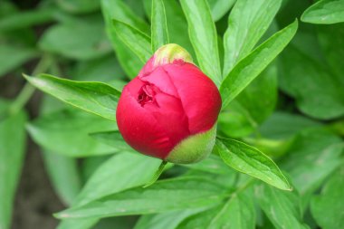 Güzel yaz çiçekleri doğada çiçek açar