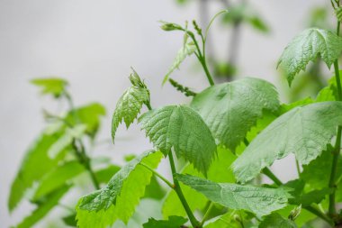 Baharda yeşil üzüm yaprakları