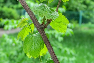 Baharda yeşil üzüm yaprakları