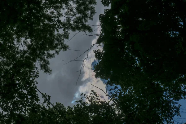 森の木々を背景に天気の良い日には青空と灰色の雲 — ストック写真