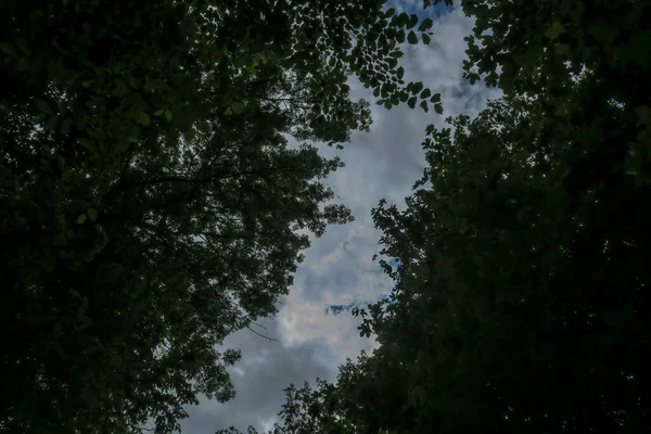 蓝蓝的天空和灰蒙蒙的云彩 天气很好 背景是森林里的树木 — 图库照片