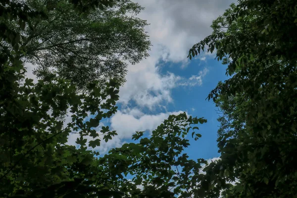 Modrá Obloha Šedé Mraky Dobrém Počasí Pozadí Stromů Lese — Stock fotografie