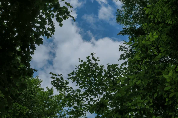 蓝蓝的天空和灰蒙蒙的云彩 天气很好 背景是森林里的树木 — 图库照片