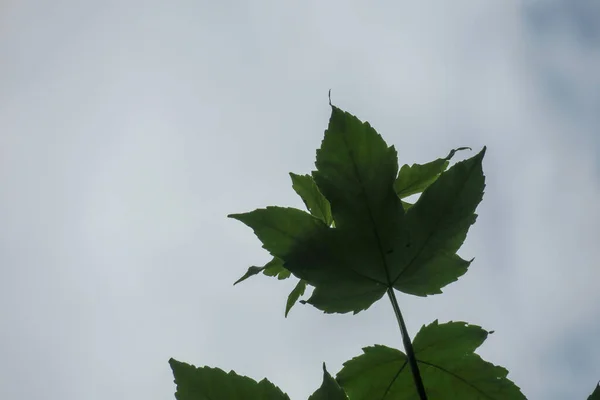 Ciel Bleu Nuages Gris Par Beau Temps Sur Fond Arbres — Photo