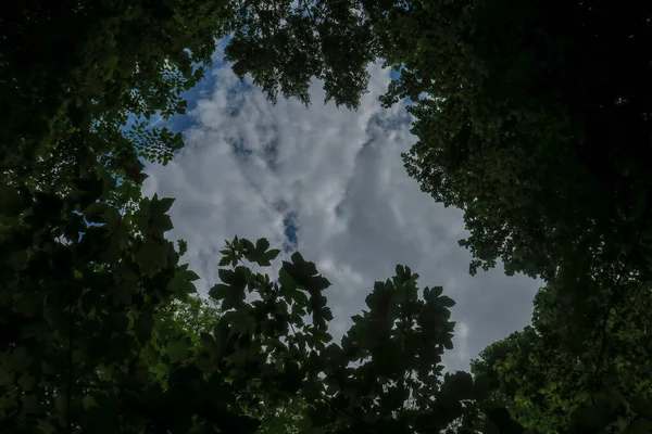 森の木々を背景に天気の良い日には青空と灰色の雲 — ストック写真