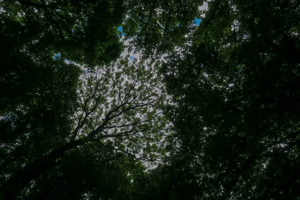 森の木々を背景に天気の良い日には青空と灰色の雲 — ストック写真