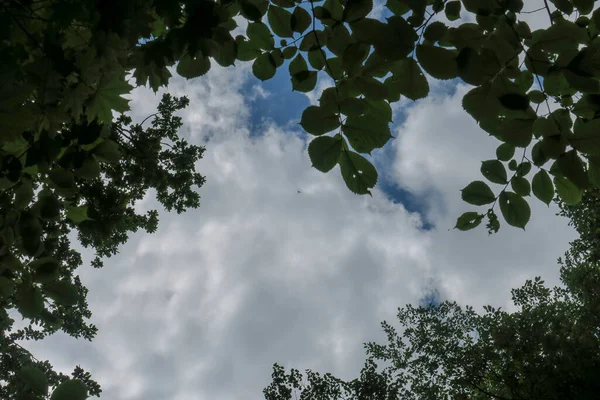 森の木々を背景に天気の良い日には青空と灰色の雲 — ストック写真