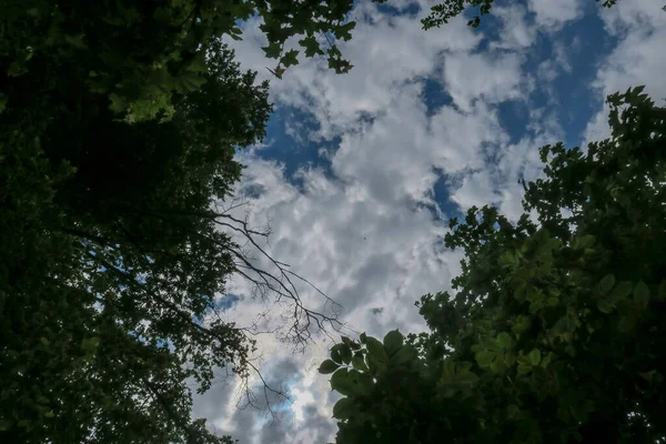 Modrá Obloha Šedé Mraky Dobrém Počasí Pozadí Stromů Lese — Stock fotografie