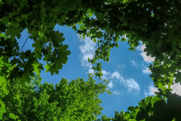 森の木々を背景に天気の良い日には青空と灰色の雲 — ストック写真