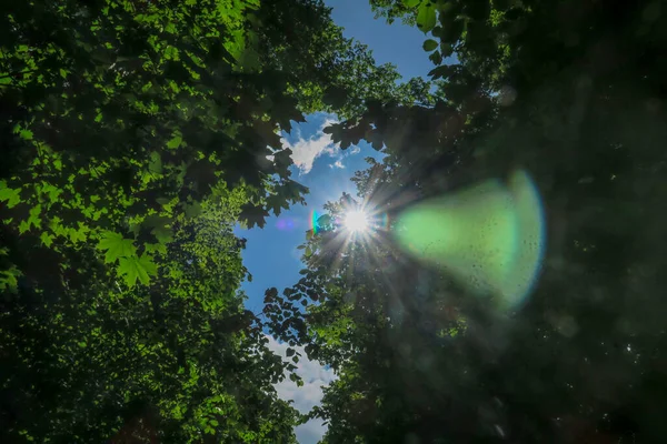 森の木々を背景に天気の良い日には青空と灰色の雲 — ストック写真