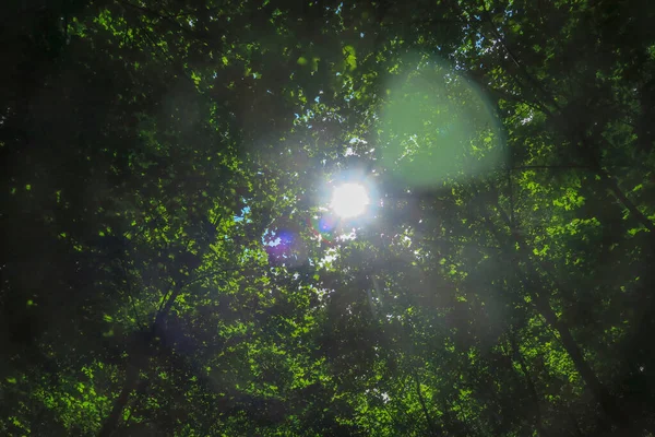 Cielo Azul Nubes Grises Buen Tiempo Sobre Fondo Árboles Bosque —  Fotos de Stock