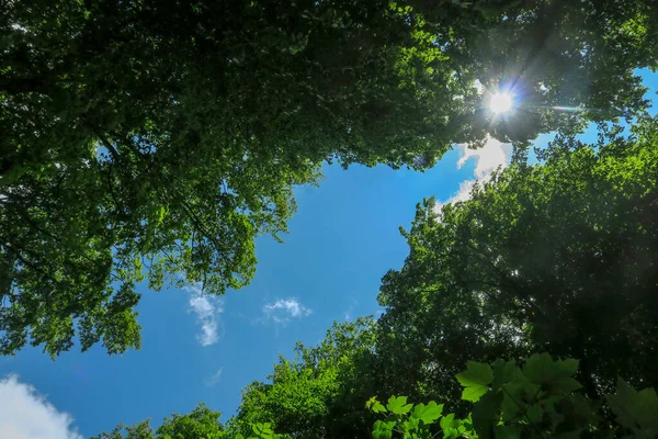 Modrá Obloha Šedé Mraky Dobrém Počasí Pozadí Stromů Lese — Stock fotografie