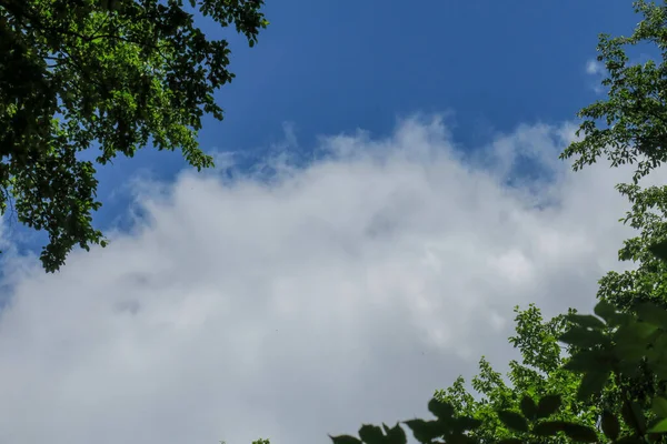 Cielo Azul Nubes Grises Buen Tiempo Sobre Fondo Árboles Bosque — Foto de Stock