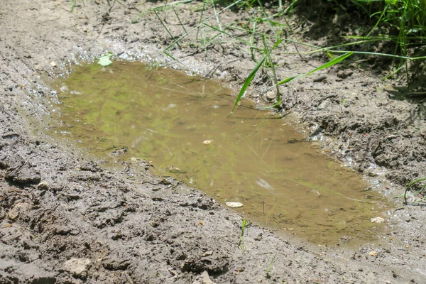 Puddle Dans Forêt Après Pluie Les Marais — Photo