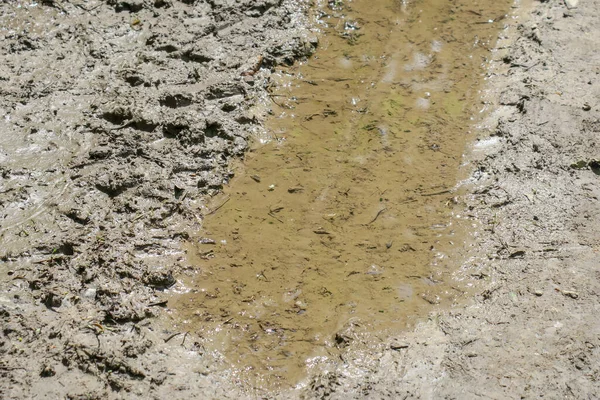 雨と沼の後の森の中の水たまり — ストック写真