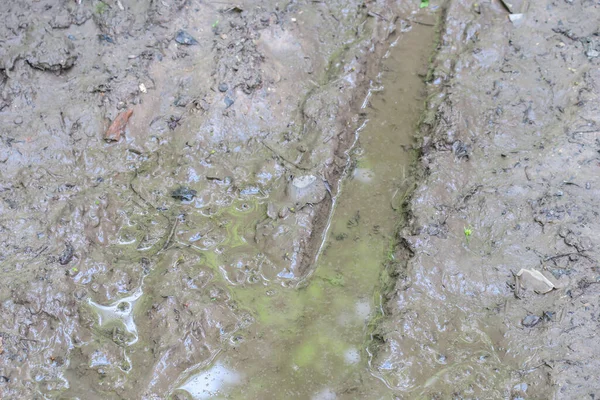 Puddle Dans Forêt Après Pluie Les Marais — Photo