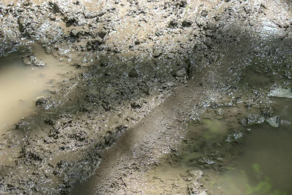 Pudim Floresta Depois Chuva Pântano — Fotografia de Stock