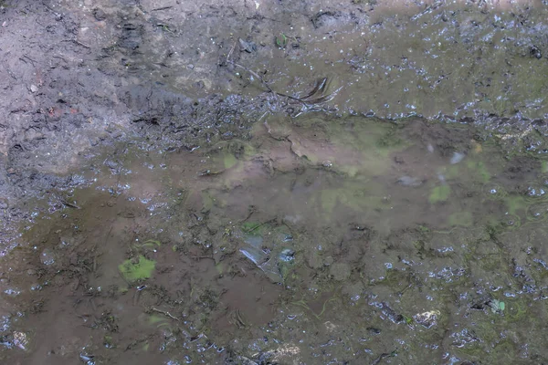 Pudim Floresta Depois Chuva Pântano — Fotografia de Stock