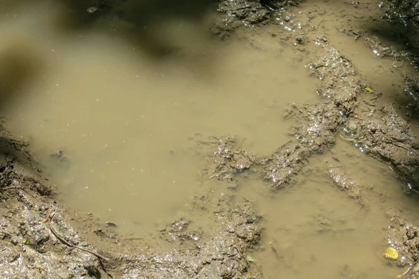 Puddle Erdőben Eső Után Mocsár — Stock Fotó