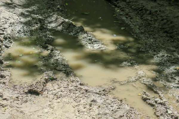 Puddle Erdőben Eső Után Mocsár — Stock Fotó