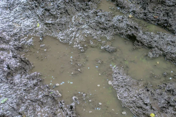 Puddle Dans Forêt Après Pluie Les Marais — Photo