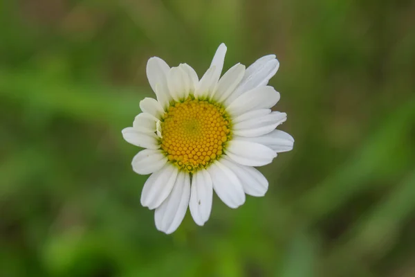 Прекрасный Летний Цветок Природе — стоковое фото