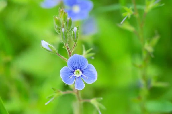 Piękny Letni Kwiat Kwitną Naturze — Zdjęcie stockowe