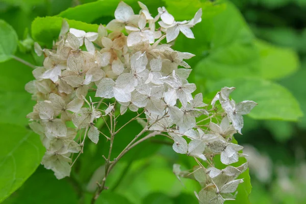 Schöne Sommerblumen Blühen Der Natur — Stockfoto