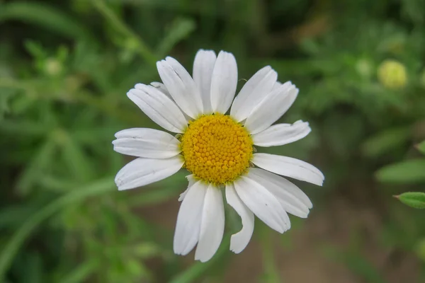 Bellissimo Fiore Estivo Fiorito Natura — Foto Stock