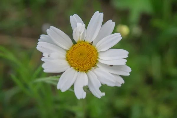 Schöne Sommerblumen Blühen Der Natur — Stockfoto