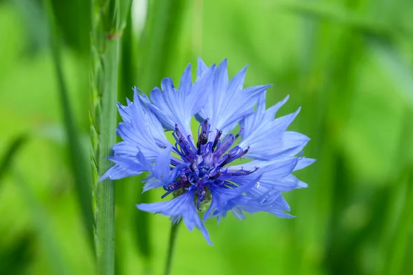 Hermosa Flor Verano Naturaleza —  Fotos de Stock