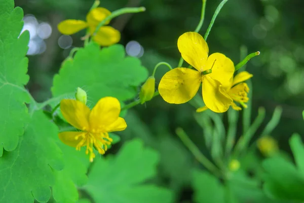 Vacker Sommar Blomma Naturen — Stockfoto