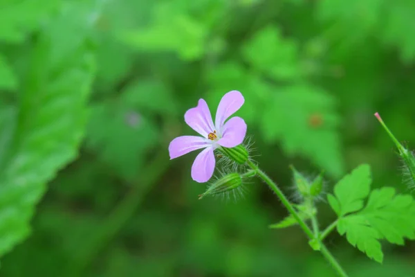 Piękny Letni Kwiat Kwitną Naturze — Zdjęcie stockowe