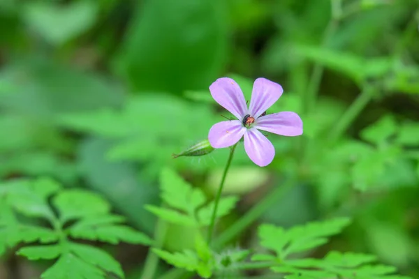 Piękny Letni Kwiat Kwitną Naturze — Zdjęcie stockowe