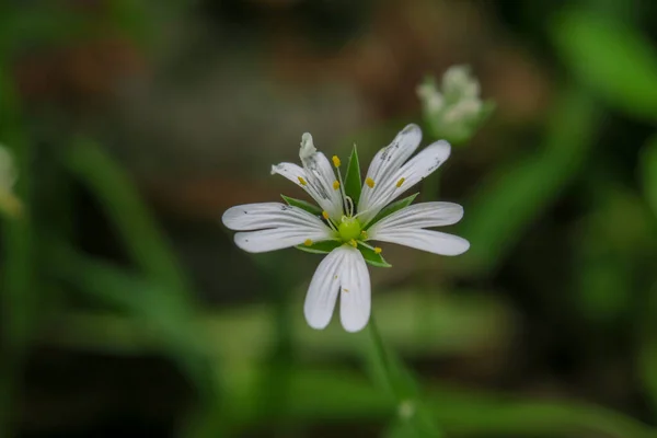 Bela Flor Verão Florescer Natureza — Fotografia de Stock