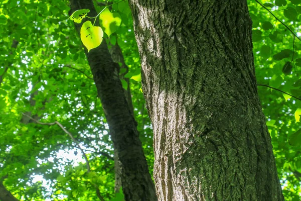Krone Und Rinde Eines Baumes Wald Und Grüne Blätter — Stockfoto