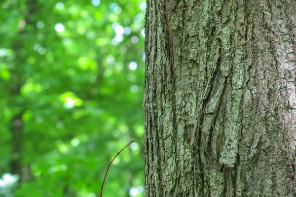 Couronne Écorce Arbre Dans Forêt Feuilles Vertes — Photo