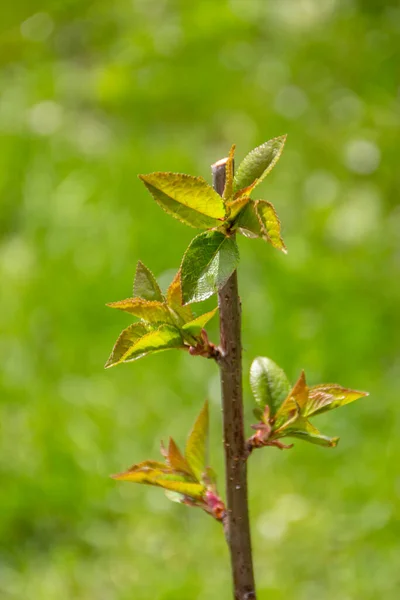 Krásné Zelené Listy Jaře Zahradě — Stock fotografie