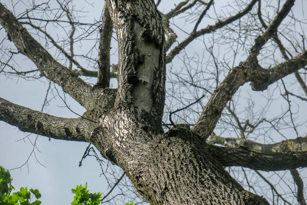Korona Kora Drzew Lesie — Zdjęcie stockowe
