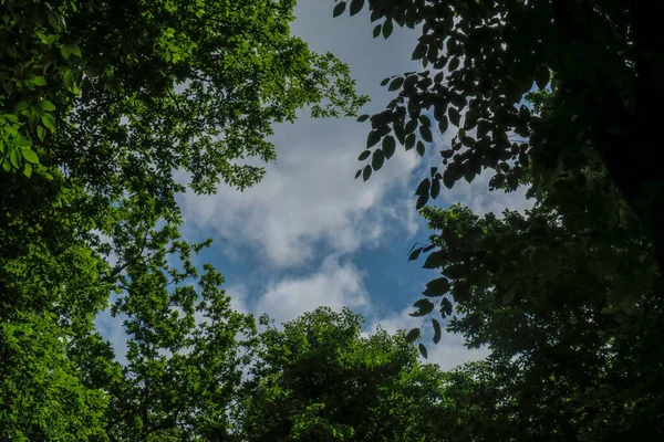 Modrá Obloha Šedé Mraky Dobrém Počasí Pozadí Stromů Lese — Stock fotografie