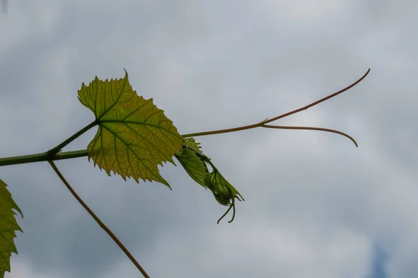 Folhas Uva Verdes Jovens Primavera — Fotografia de Stock