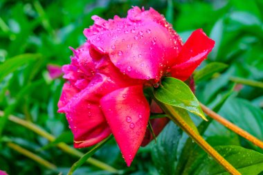 Bahçede yağmurdan sonra güzel kırmızı şakayık çiçeği