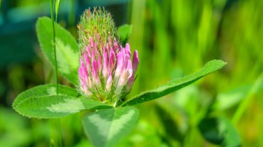 Güzel pembe yonca ve yeşil çimen