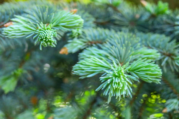 Groene Tak Van Een Jonge Kerstboom Tuin — Stockfoto