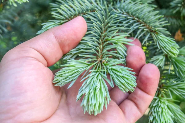 Bahçedeki Noel ağacının genç dalları