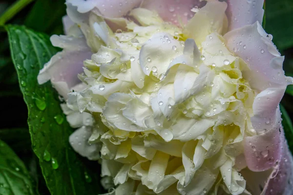 Цветок Белого Пиона После Дождя Саду — стоковое фото