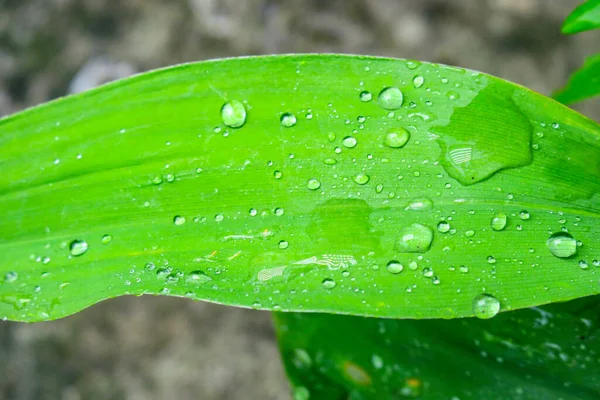 Gyönyörű Vízcseppek Eső Után Egy Zöld Levélen — Stock Fotó