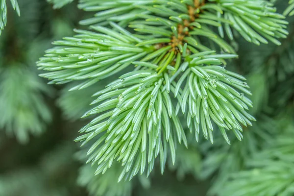 庭の若いクリスマスツリーの緑の枝 — ストック写真