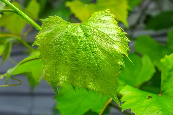 Green Leaves Young Grapes Garden — Stock Photo, Image